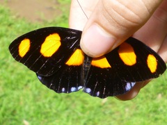 Catonephele numilia esite