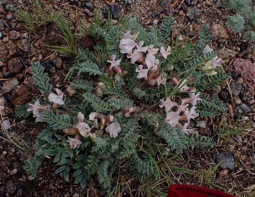 Image of Astragalus parryi by (c) Dominic McLean, some rights reserved (CC BY)