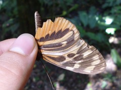 Eresia