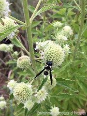 Zethus spinipes variegatus