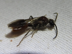 Sphaeropthalma imperialis