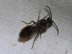 Sphaeropthalma imperialis
