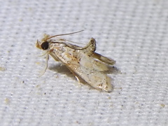 Neodavisia melusina