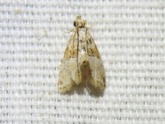Neodavisia melusina