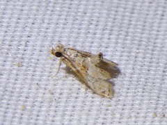 Neodavisia melusina