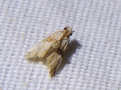 Neodavisia melusina