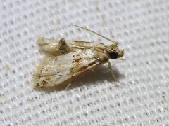 Neodavisia melusina