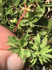 Alchemilla pentaphyllea