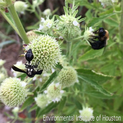 Zethus spinipes variegatus