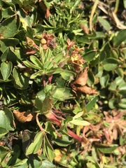 Alchemilla pentaphyllea