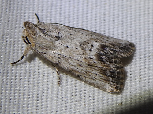 Catabenoides terminellus Grote, 1883