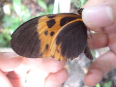 Heliconius numata bicoloratus