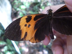 Heliconius numata bicoloratus