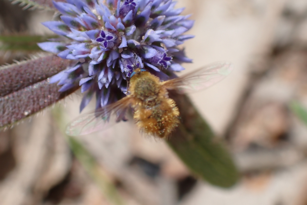 Eristalopsis parva