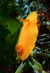 Aldisa sanguinea