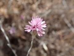 Lessingia hololeuca