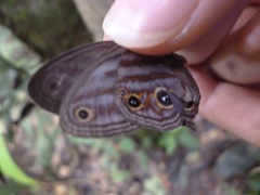 Chloreuptychia chlorimene