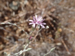 Lessingia hololeuca