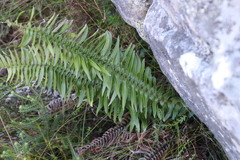 Blechnum punctulatum