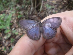 Chloreuptychia chlorimene