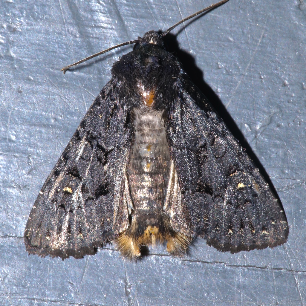 Impulsive Apamea