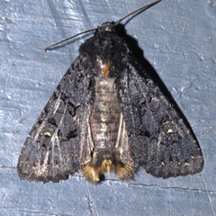 Apamea impulsa