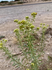 Isocoma pluriflora