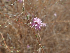 Lessingia hololeuca