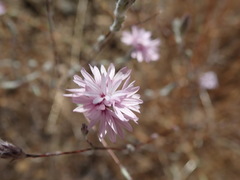 Lessingia hololeuca