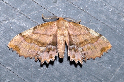 Scallop Moth photo 3