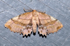 Cepphis armataria