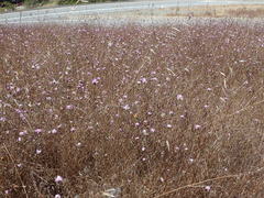 Lessingia arachnoidea