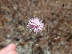 Lessingia arachnoidea