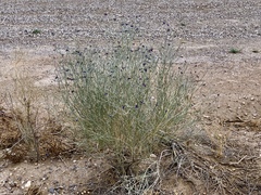 Psorothamnus scoparius