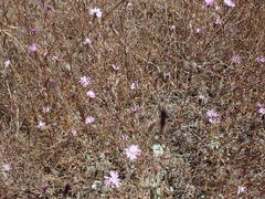 Lessingia arachnoidea
