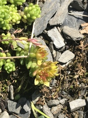 Sedum alpestre