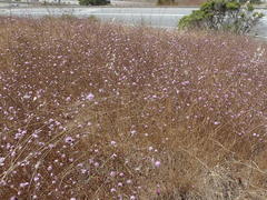 Lessingia arachnoidea