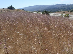 Lessingia arachnoidea