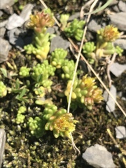 Sedum alpestre