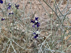 Psorothamnus scoparius