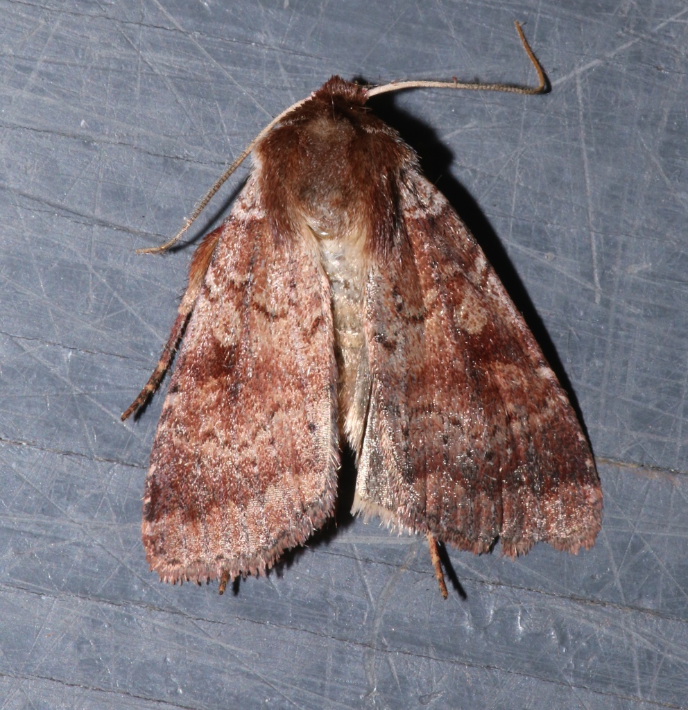 Lycophotia Moth