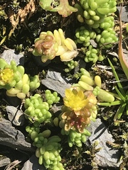 Sedum alpestre