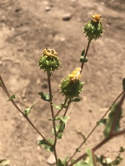 Grindelia hallii