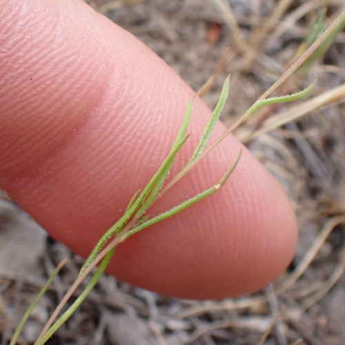 Image of Pentachaeta aurea by no rights reserved