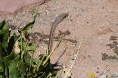 Masticophis taeniatus taeniatus