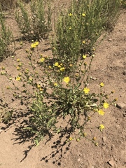Grindelia hallii