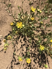 Grindelia hallii