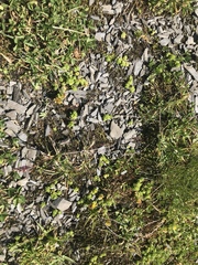 Sedum alpestre