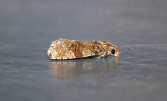 Olethreutes astrologana