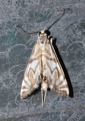 Neocataclysta magnificalis